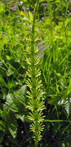 Equisetum fluviatile leaves
