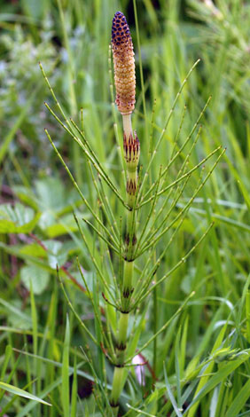 Equisetum font-queri cone