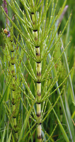 Equisetum font-queri teeth