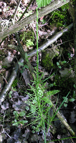 Equisetum palustre whole