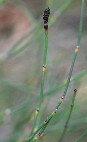 Equisetum ramosissimum close