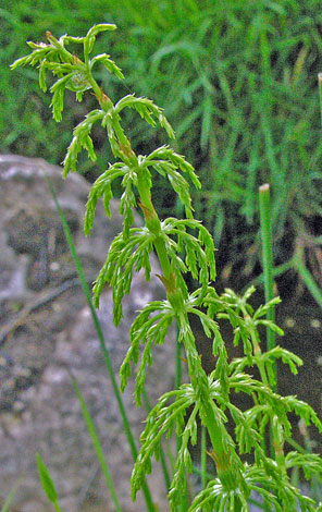 Equisetum sylvaticum close