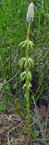 Equisetum sylvaticum cone