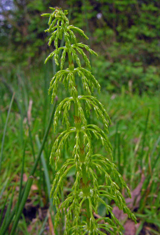 Equisetum sylvaticum whole