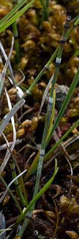 Equisetum variegatum