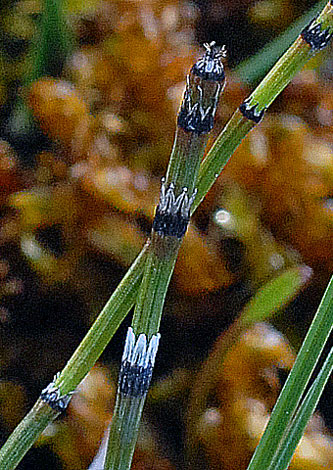 Equisetum variegatum close