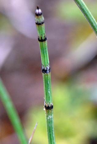 Equisetum variegatum whole