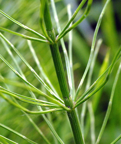 Equisetum x litorale teeth