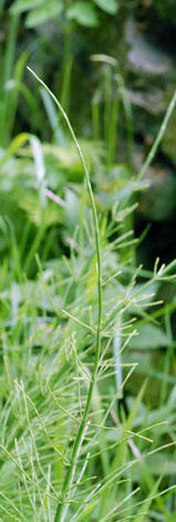 Equisetum x litorale top