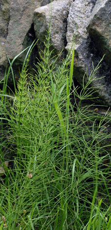 Equisetum x litorale whole