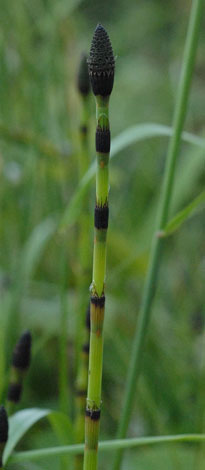 Equisetum x moorei 1