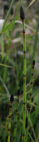 Equisetum x moorei 2