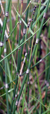 Equisetum x moorei old growth