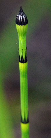 Equisetum x trcahyodon whole