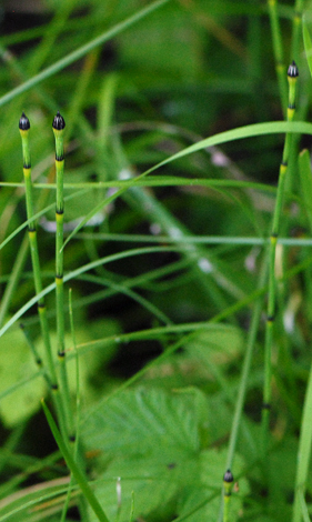 Equisetum x trcahyodon whole