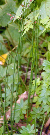 Equisetum x trcahyodon whole