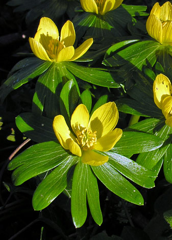 Eranthis hyemalis close