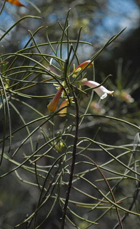 Eremophila aff. oppositifolia whole