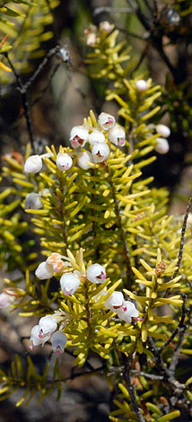 Erica arborea main stem