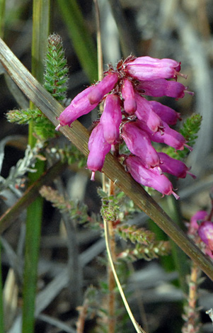 Erica ciliaris close