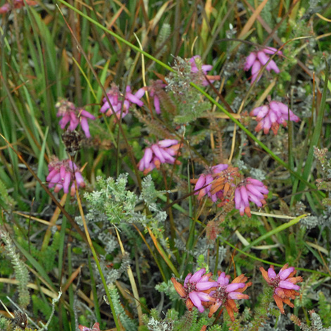 Erica ciliaris whole