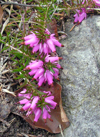 Erica erigena flowers