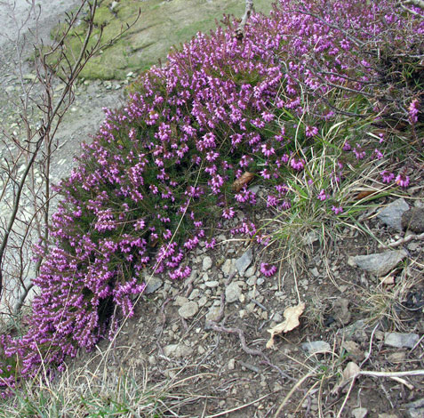 Erica erigena Whole plant