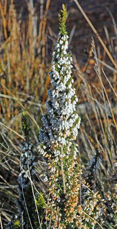 Erica lusitanica whole