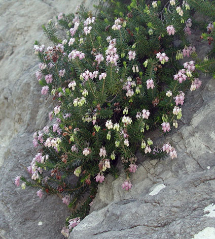 Erica sicula