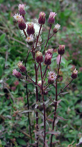Erigeron acer whole