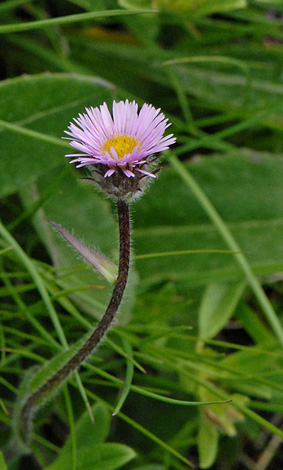 Erigeron alpinus close