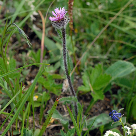 Erigeron alpinus whole