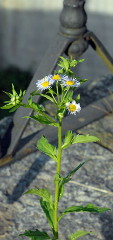 Erigeron annuus whole