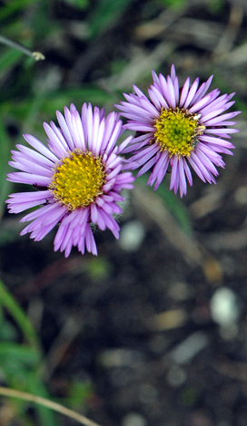 Erigeron uniflorus close