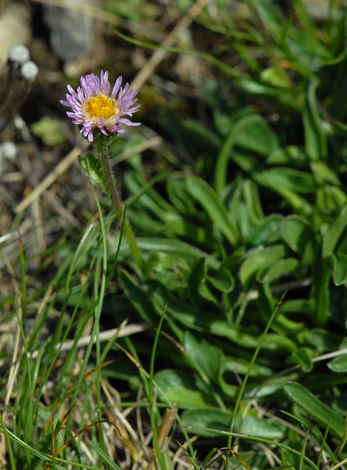 Erigeron uniflorus whole