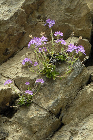 Erinus alpinus whole  Pyrenees