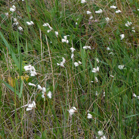 Eriophorum gracile habitat