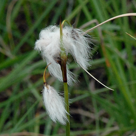 Eriophorum latifolium close