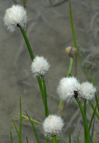 Eriophorum scheuzeri close