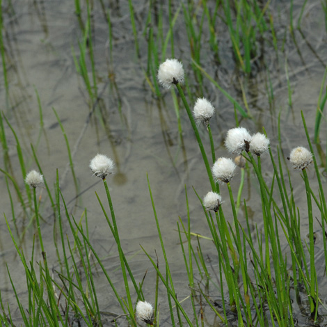 Eriophorum scheuzeri whole