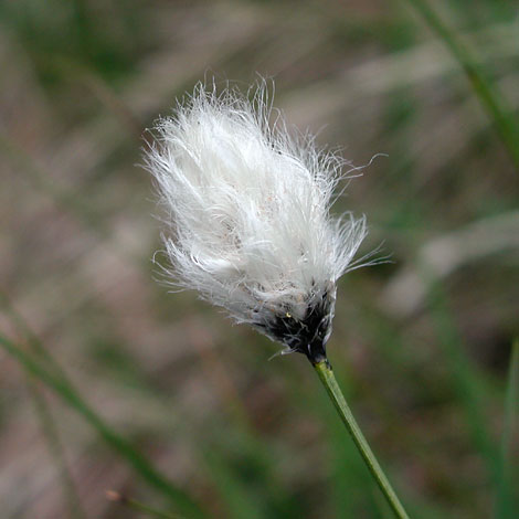 Eriphorum vaginatum