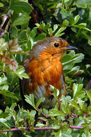 Erithacus rubecula on line