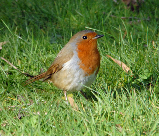 Erithacus rubecula in bush