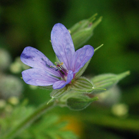 Erodium ciconium close