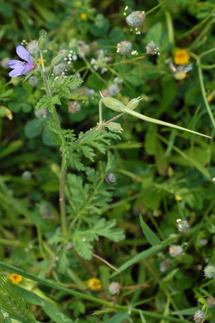 Erodium ciconium whole