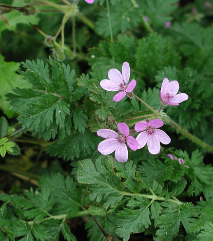 Erodium cicutarium normal