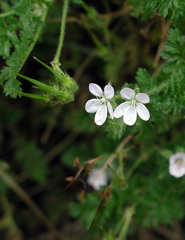 Erodium cicutarium white