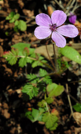 Erodium cicutarium close Spain