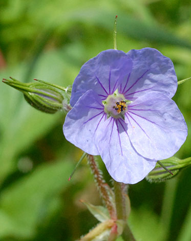 Erodium gruinum close