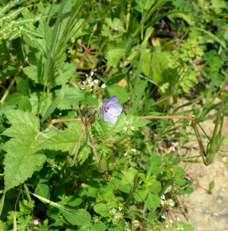 Erodium gruinum whole
